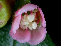 Cotoneaster divaricatus: Flower at early anthesis.
 Image: D. Glenny © Landcare Research 2017 CC BY 3.0 NZ